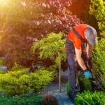 Gardens Maintenance, Essential Steps for a Healthy Gardening Maintenance