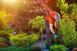 Gardens Maintenance, Essential Steps for a Healthy Gardening Maintenance