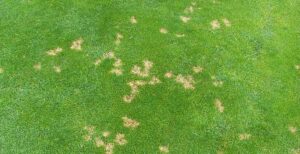 Prevent Lawn Diseases