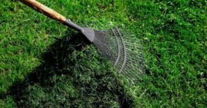 Steps to control lawn thatch for a healthier turf care