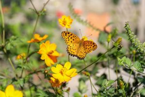 pollinator friendly garden