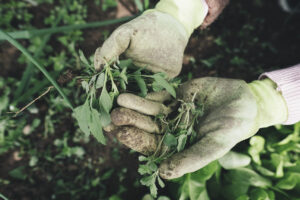 Organic Weed Control