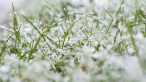 Lawn covered in frost with proper winter care techniques