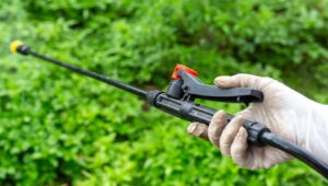 Lawn Pest Management Tips for a Pest-Free Yard