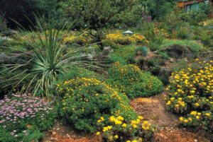 Native Plants Landscaping for a Beautiful Yard