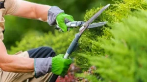 Local Gardeners for Commercial Properties