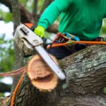 Tree and Bush Removal