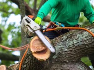 Tree and Bush Removal